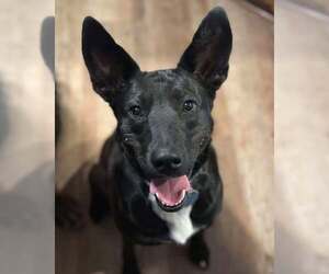 Mutt Dogs for adoption in Overland Park, KS, USA