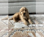 Small Golden Retriever