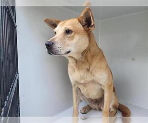 Chow Chow-Labrador Retriever Mix Dogs for adoption in Houston, TX, USA