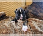 Puppy King Boxer