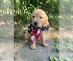 Puppy Ella Golden Retriever
