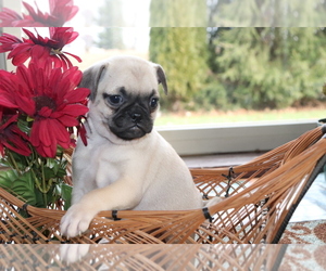 Jug-Pug Mix Puppy for sale in SHILOH, OH, USA