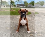 Small Photo #4 Boxer Puppy For Sale in GREENFIELD, IN, USA