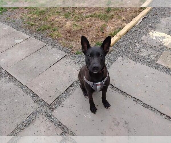 Medium Photo #1 American Pit Bull Terrier-German Shepherd Dog Mix Puppy For Sale in New York, NY, USA