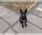 Small American Pit Bull Terrier-German Shepherd Dog Mix
