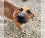 Small #1 Catahoula Leopard Dog