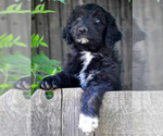 Puppy Babette Sheepadoodle