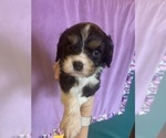 Small Photo #5 Cavalier King Charles Spaniel Puppy For Sale in SAINT CLOUD, MN, USA