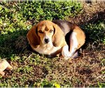 Small Photo #10 Beagle-Unknown Mix Puppy For Sale in Rustburg, VA, USA