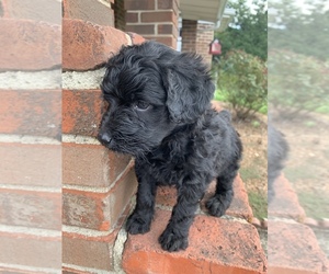Aussiedoodle Puppy for sale in UPTON, KY, USA