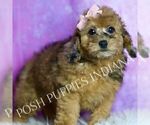 Puppy Darling Poodle (Miniature)
