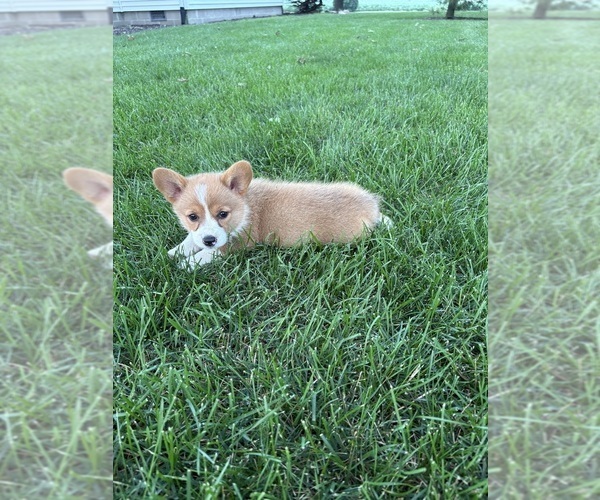 Medium Photo #25 Pembroke Welsh Corgi Puppy For Sale in MILFORD, IN, USA