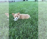Small Photo #25 Pembroke Welsh Corgi Puppy For Sale in MILFORD, IN, USA