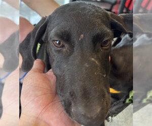 Labrador Retriever-Unknown Mix Dogs for adoption in Plano, TX, USA