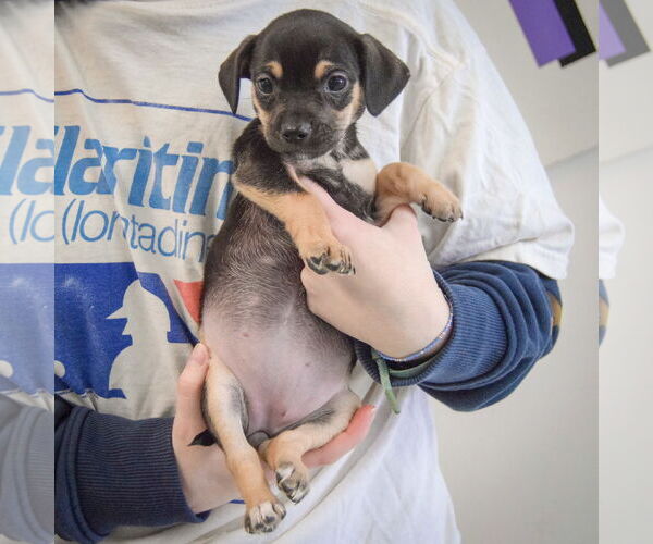 Medium Photo #3 Chiweenie Puppy For Sale in Huntley, IL, USA