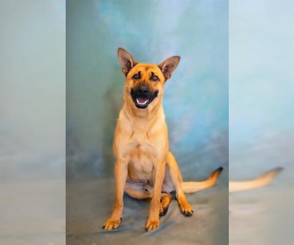 Medium Photo #3 Mutt Puppy For Sale in Lathrop, CA, USA