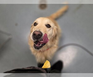 Golden Retriever Dogs for adoption in Denver, CO, USA
