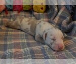 Puppy Lana Great Dane