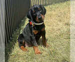 Small Doberman Pinscher