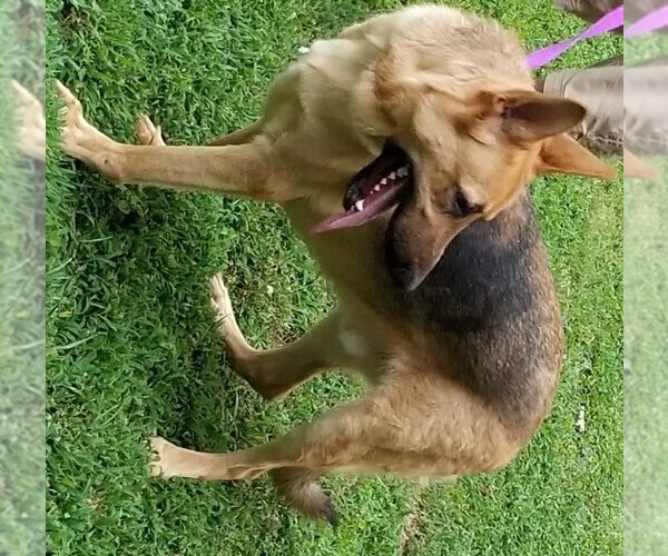 Medium Photo #4 German Shepherd Dog Puppy For Sale in Winston Salem, NC, USA