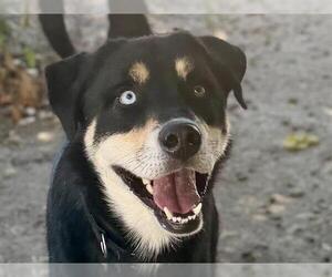 Labsky Dogs for adoption in Martinez, CA, USA