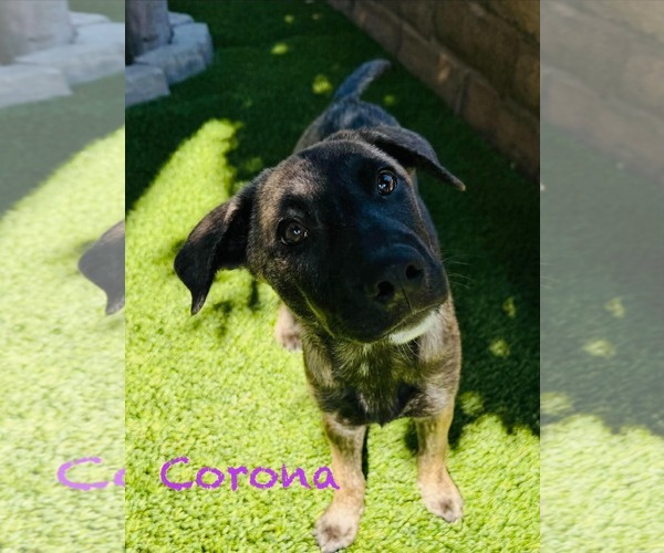 Medium Photo #2 Shepradors Puppy For Sale in Mission Viejo, CA, USA