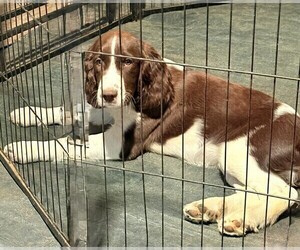 Medium English Springer Spaniel