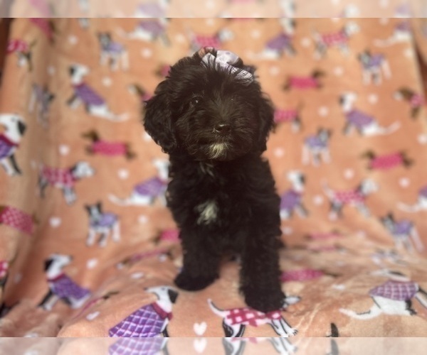 Medium Photo #10 Aussiedoodle Miniature  Puppy For Sale in LAKELAND, FL, USA