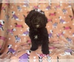 Small #9 Aussiedoodle Miniature 