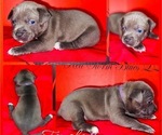 Small #4 American Pit Bull Terrier