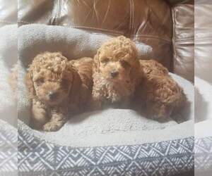 Poodle (Miniature) Puppy for sale in BAKER, WV, USA