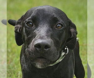 Labrador Retriever-Unknown Mix Dogs for adoption in Canton, CT, USA