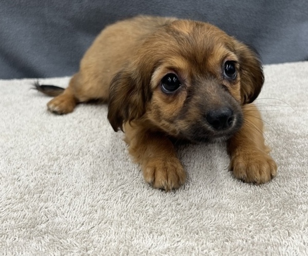 Medium Photo #24 Chiweenie Puppy For Sale in SAINT AUGUSTINE, FL, USA