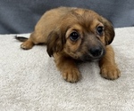 Small Photo #24 Chiweenie Puppy For Sale in SAINT AUGUSTINE, FL, USA