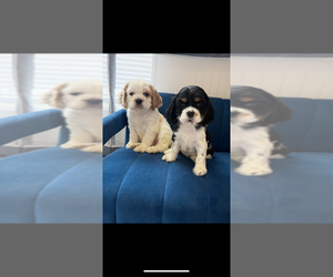 Cocker Spaniel Puppy for sale in TEMPLE, TX, USA