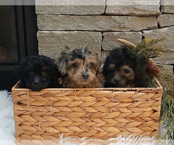Medium Photo #2 Poodle (Miniature) Puppy For Sale in GORDONVILLE, PA, USA