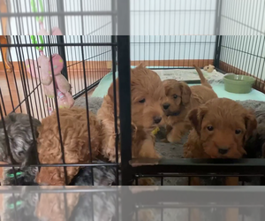 Cavapoo Puppy for sale in MAGNA, UT, USA