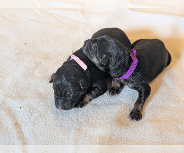 Medium Photo #4 German Shepherd Dog Puppy For Sale in OAK GROVE, OR, USA