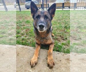 German Shepherd Dog-Unknown Mix Dogs for adoption in Mt. Airy, MD, USA