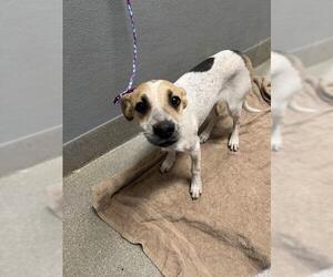 Mutt Dogs for adoption in Las Vegas, NV, USA