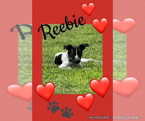 Mutt Dogs for adoption in Garden City, NY, USA
