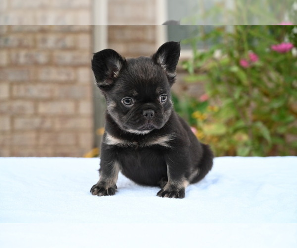 Medium Photo #5 French Bulldog Puppy For Sale in DECATUR, GA, USA