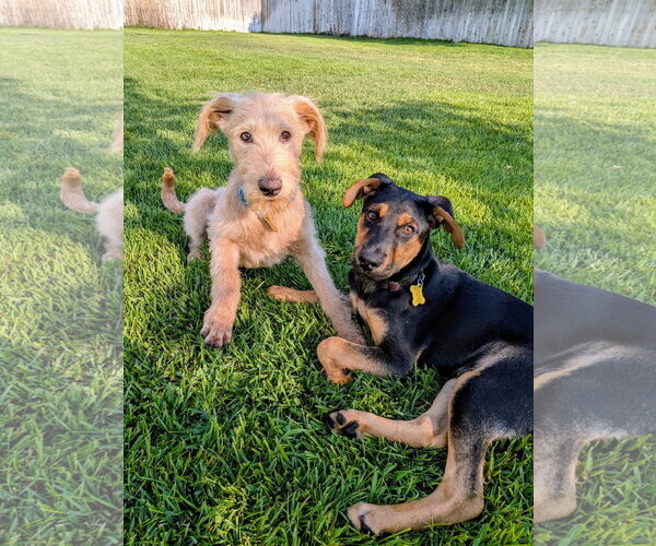 Medium Photo #5 Labradoodle Puppy For Sale in Sandy, UT, USA