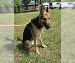 Small #3 German Shepherd Dog
