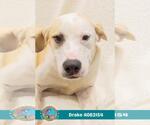 Small #1 Labrador Retriever Mix