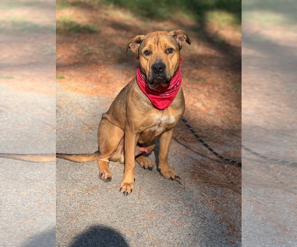Medium Photo #2 Mutt Puppy For Sale in Shillington, PA, USA