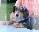 Small Photo #2 Dachshund Puppy For Sale in Fruitland, SC, USA