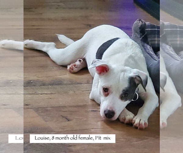Medium Photo #2 American Pit Bull Terrier Puppy For Sale in Sparta, TN, USA