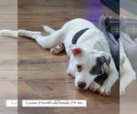 Small #1 American Pit Bull Terrier