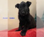Small Photo #1 Mutt Puppy For Sale in Woodland Hills, CA, USA